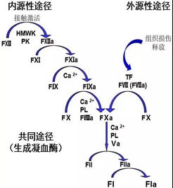 哪些因素让ppr管项目在中项网表现优异？