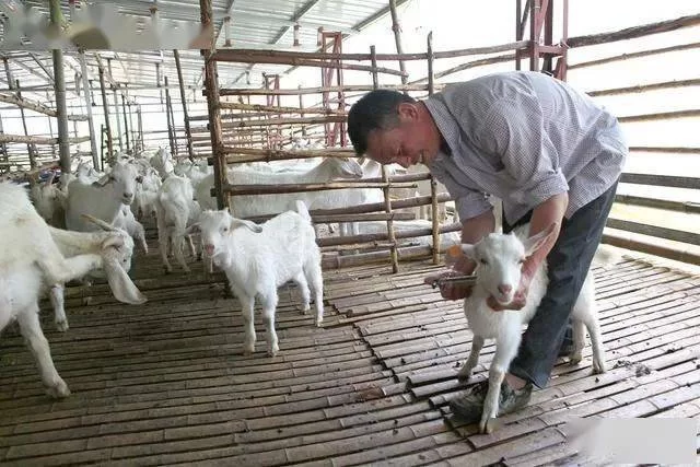 兼职养殖羊靠谱不，一只能赚多少利润，成本要多少？