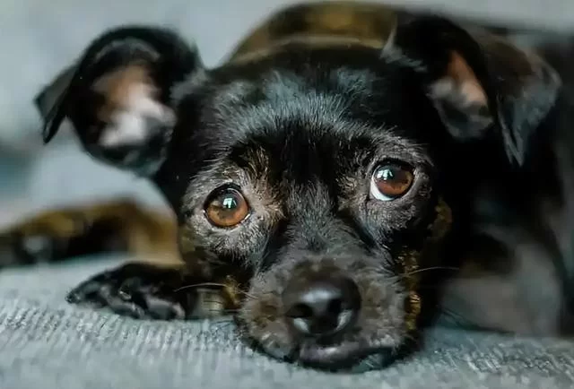 养高端犬做副业适合上班族吗，在家靠谱能赚钱吗？