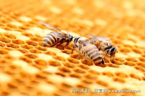 养蜂只能当副业吗，一年到底能赚多少钱，靠谱不？
