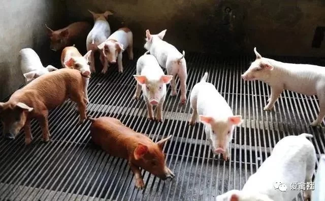 养鸡养猪兼职靠谱不？跟养猪比哪个更省心又好赚钱？