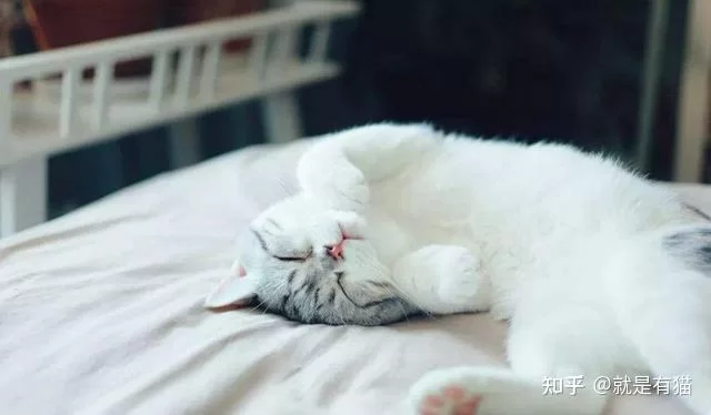 养猫人适合做啥副业靠谱，养猫有啥好处和注意事项？