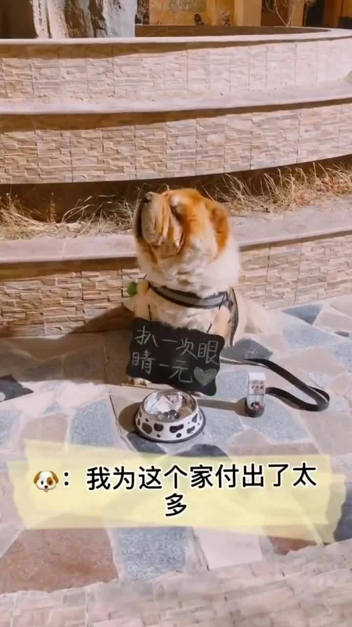 养狗算副业吗？好处坏处你得先想明白，别冲动养！