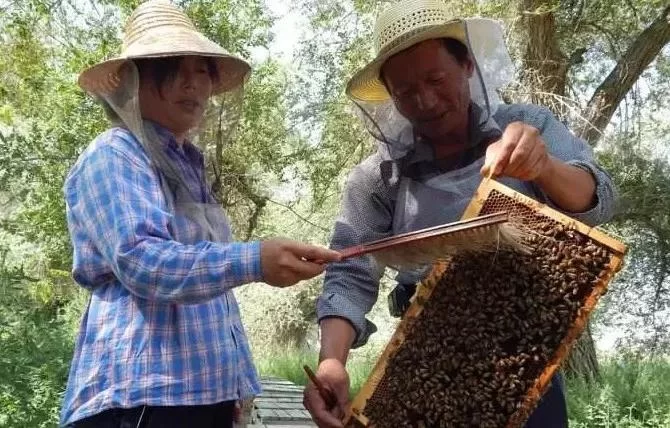 养蜂人有哪些副业能增加收入，副业怎么选更靠谱？