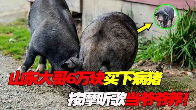 养荷兰猪当副业好不好？利弊赚钱和注意事项有啥？
