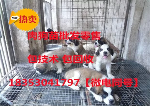 养肉食狗当副业靠谱吗？证件利润都得考虑清楚吗？