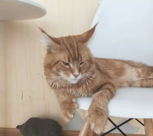 养猫需要巨大福报吗，好处坏处和生肖忌讳有哪些？