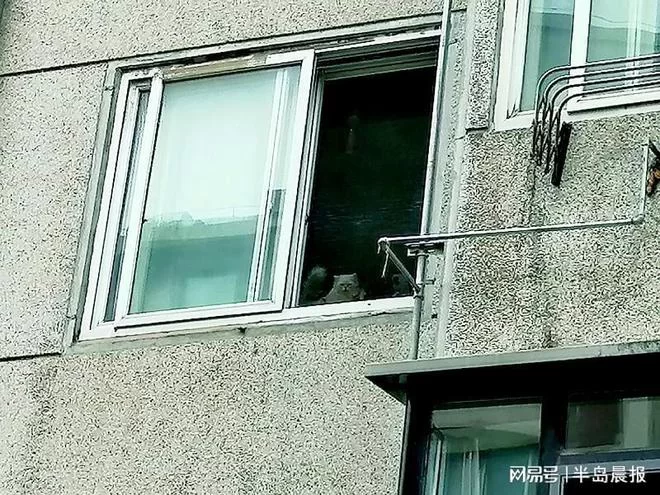 养猫好处坏处多？居民楼风水讲究和准备要注意啥？
