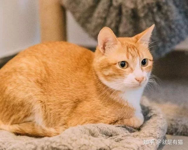 养猫的好处坏处有哪些？注意事项和风水讲究要注意！