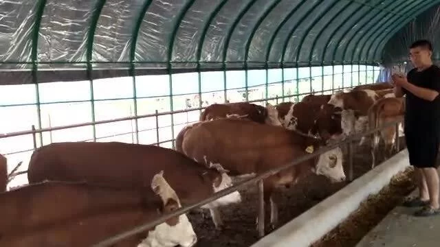 养牛搞副业需要啥条件，哪些工作适合又好做又赚钱？