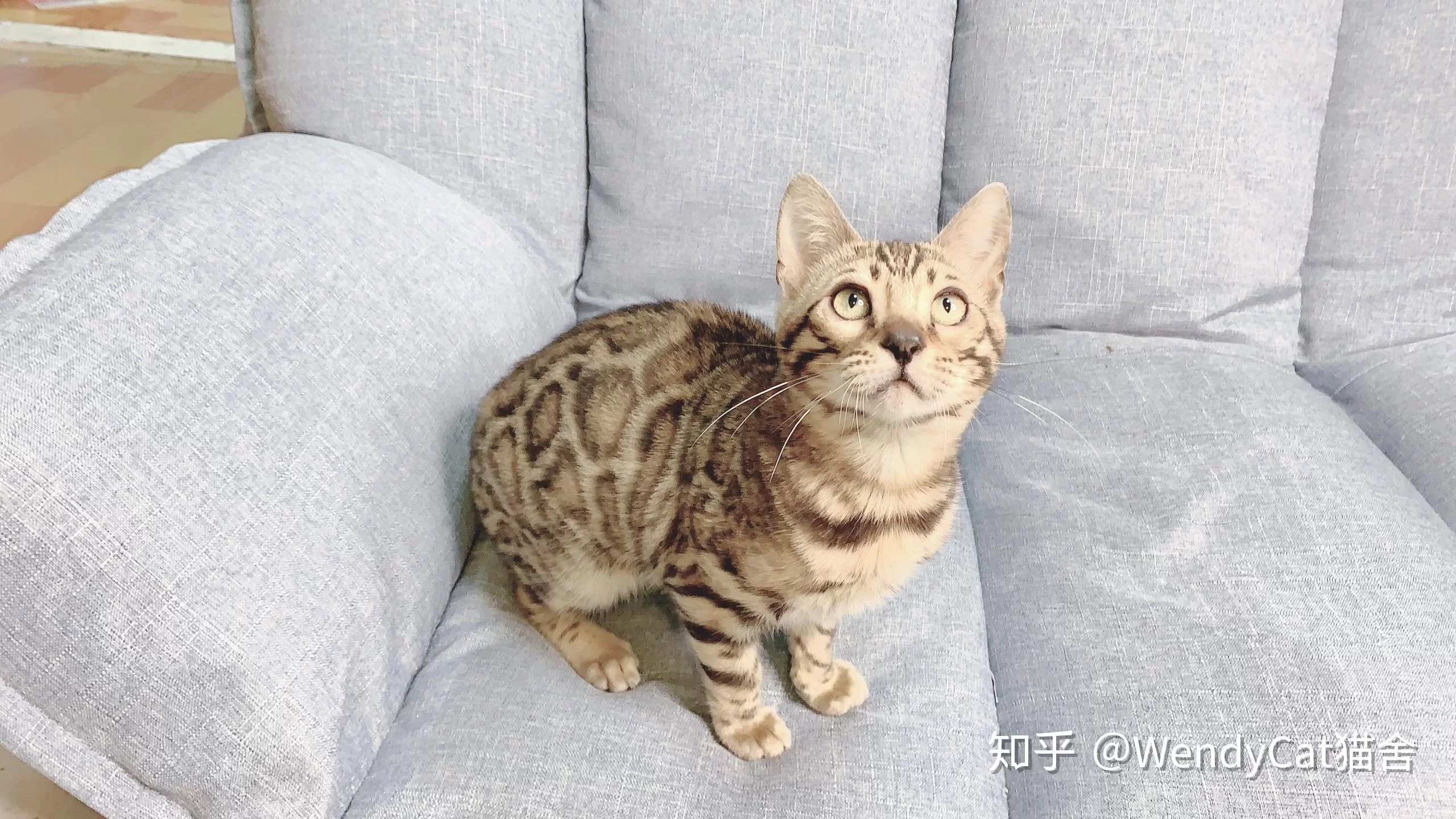 养殖猫当副业靠谱不？居民区养能行吗？要注意啥？