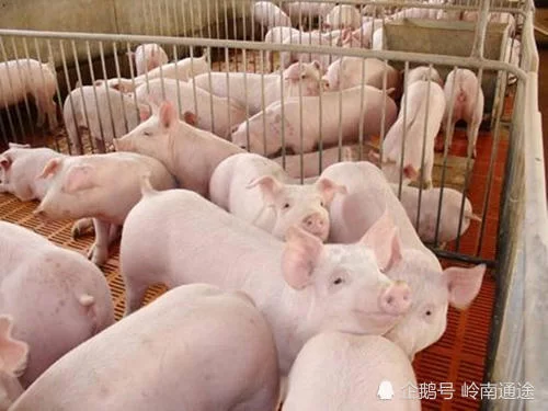 养殖场干副业有啥门道，私家车怎么赚钱适合上班族？