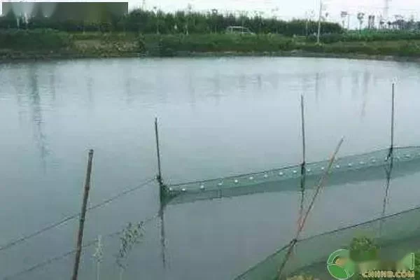 养殖副业怎么样？做什么小型养殖赚钱还不愁销路？