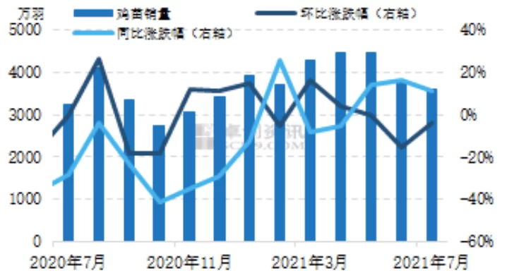 养殖五黑鸡当副业靠谱吗？成本利润和前景怎么样？