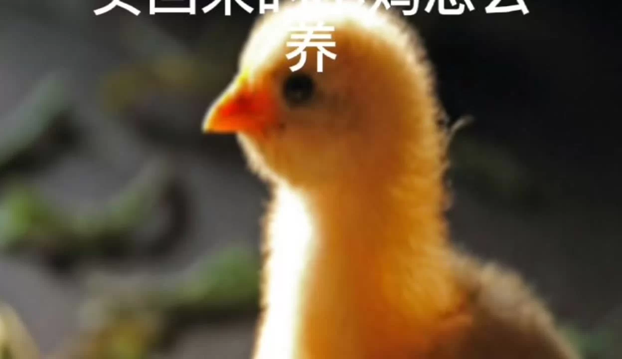 养小鸡兼职一天赚多少？家里养小鸡怎么养才不死？
