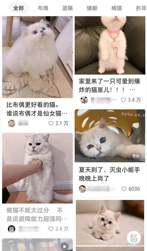 养猫能作为副业吗？自学什么技能搭配一起做更靠谱？