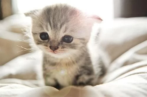 养猫咪当副业能挣钱吗？上班族女生在家做靠谱吗？