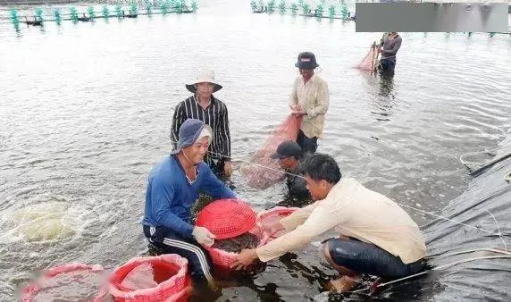 养猪算副业吗，收入怎么样适合退休人群做副业吗？