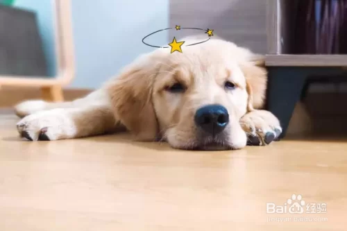 养狗有哪些禁忌和讲究？养猫养狗哪个更适合家庭？