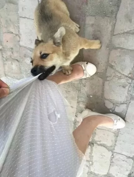 养狗副业适合女生吗？女生做养狗副业真的能赚钱吗？