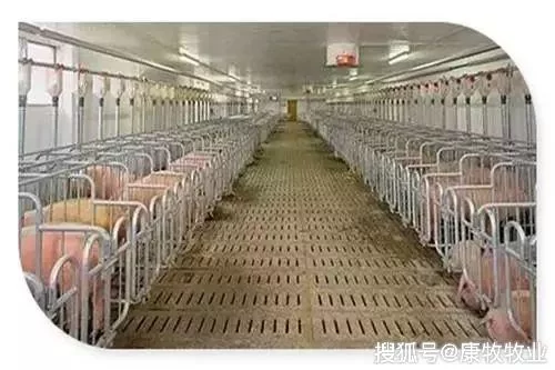 养殖副业补助有哪些？病死猪无害化处理补贴怎么领？