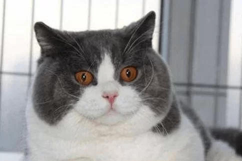 猫咪副业有哪些？卖猫领养闲鱼信息搞笑话术怎么整？