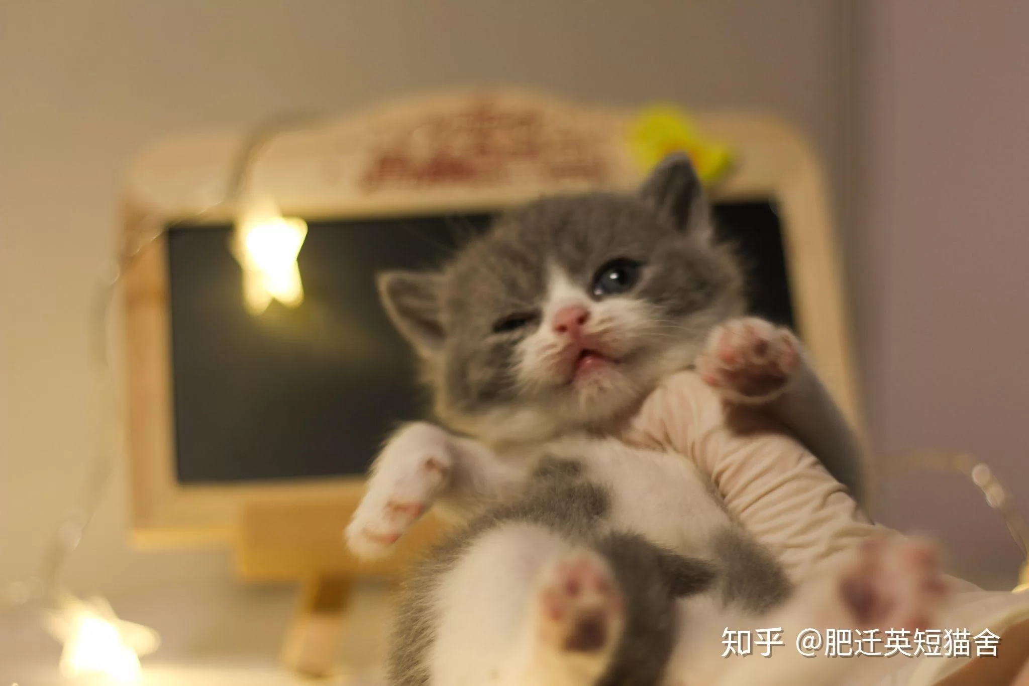 猫舍副业赚钱靠谱吗？保洁工作内容和厂商有哪些？