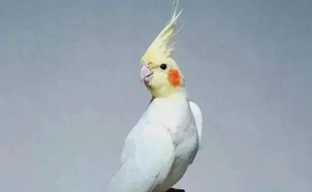新手养玄凤鹦鹉副业要注意啥？牡丹和玄凤哪个好？
