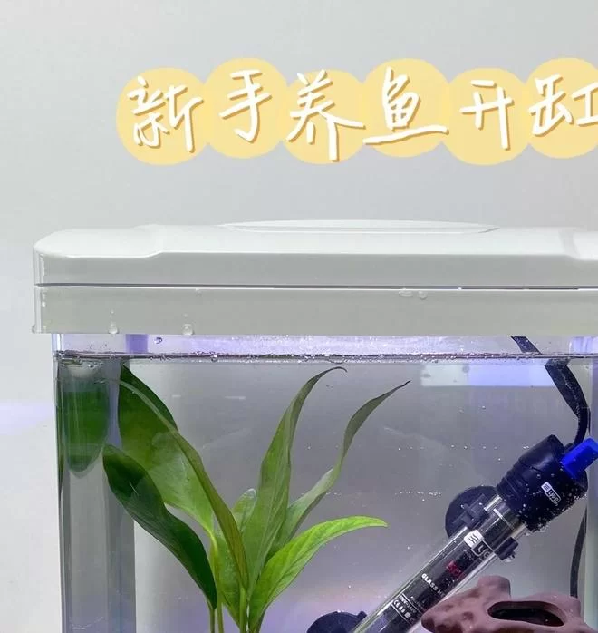 新手养鱼开缸换水困水，家庭鱼缸正确方法咋操作？