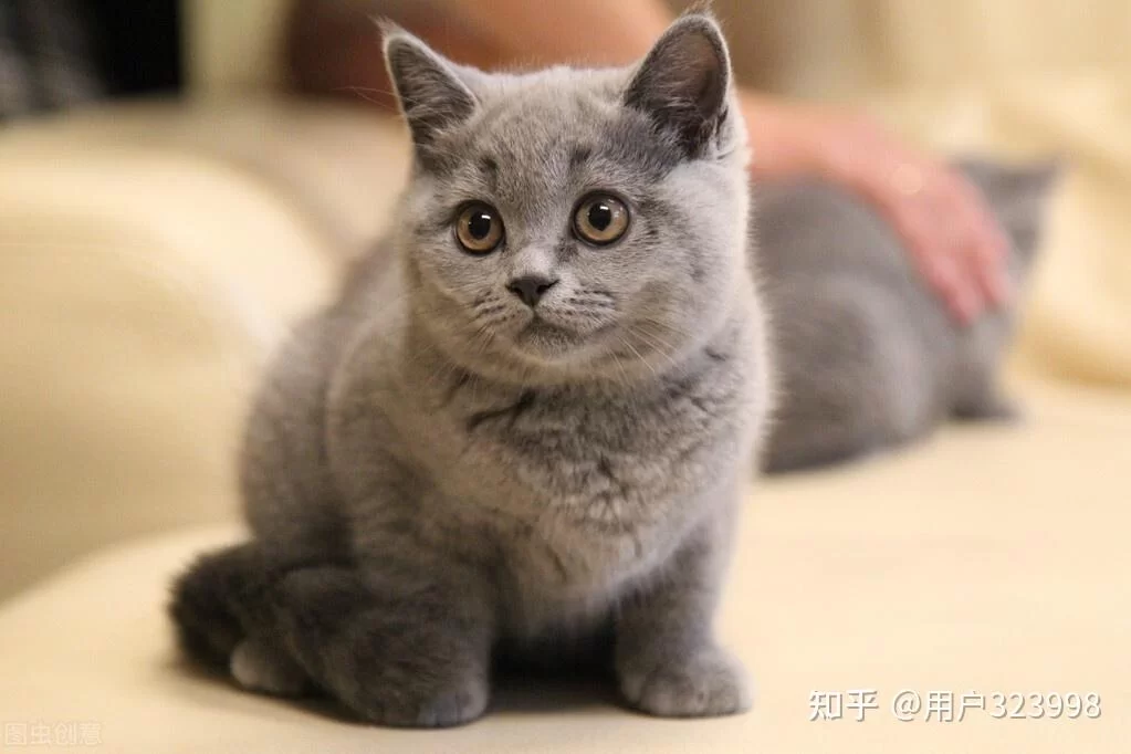 新手养猫，养几只最省心又好养，一个人住养几只好？
