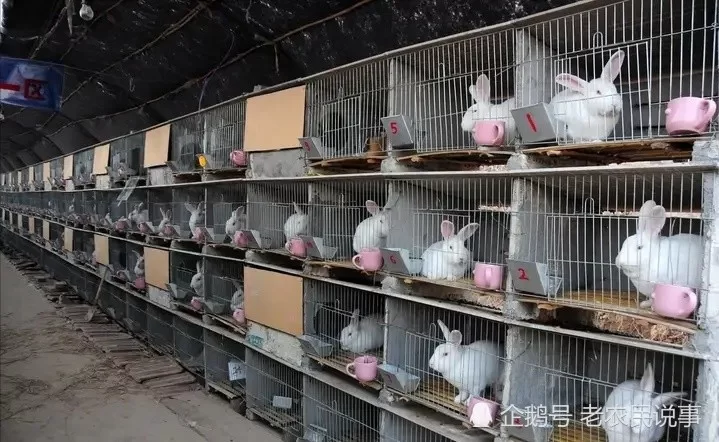 家庭养兔副业靠谱吗？做这个能赚钱的副业项目吗？