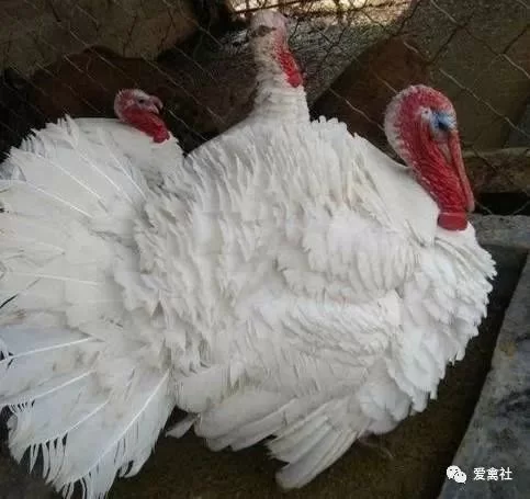 家庭养100只鸡副业怎么做，楼顶鸡舍搭好能赚钱吗？