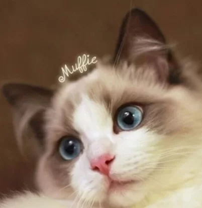 女生养布偶猫能做副业吗？白天上班能兼顾赚钱吗？