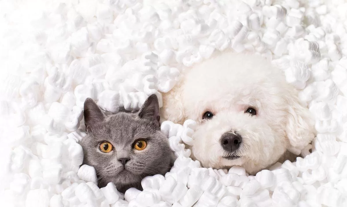 女生养猫能当副业吗？上班族女生靠猫赚钱靠谱吗？