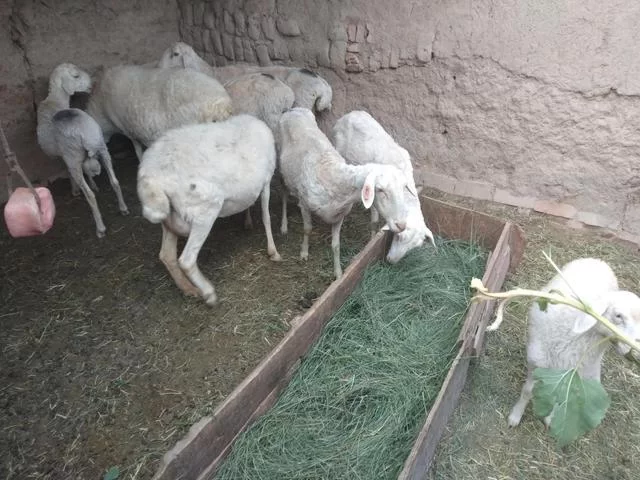 农村养羊副业利润成本咋算？十个九个亏是真的吗？