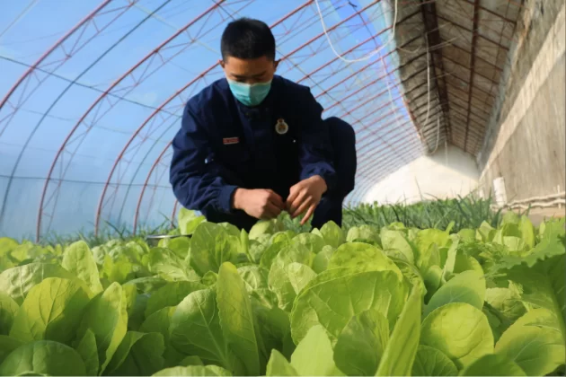 农副业菜地包括哪些产品，基地和生产管理该怎么做？