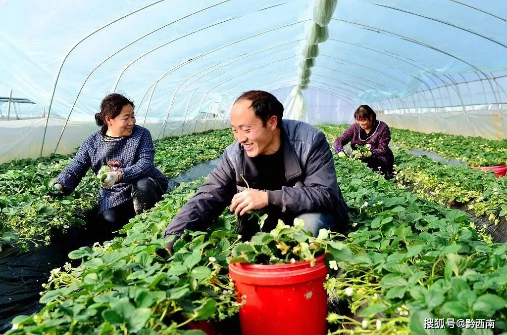 兼职创业种植选啥小项目？返乡青年这样搞靠谱吗？