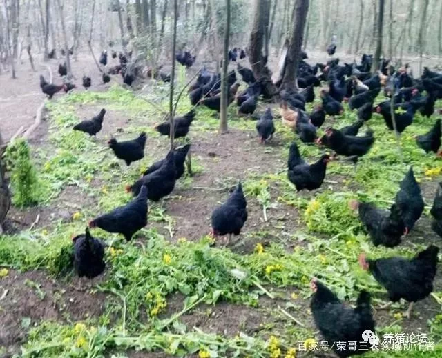 养殖副业怎么搞，农村小养殖哪种最赚钱不愁销路？