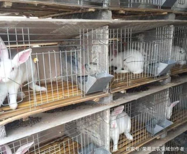 养殖兔副业养200只能赚多少？成本利润和销路咋整？