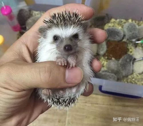 养宠物适合啥副业？学生党适合养哪些宠物比较好？