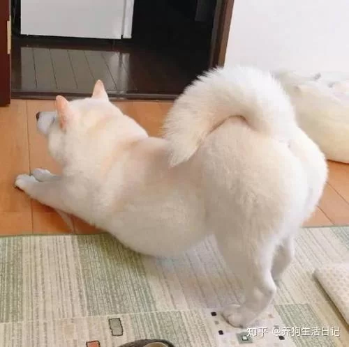 伸懒腰为啥特别舒服,好处坏处和头晕抽筋咋回事?