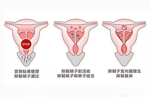 人鱼繁衍期会怀孕产卵吗?大肚人鱼的故事怎么样?