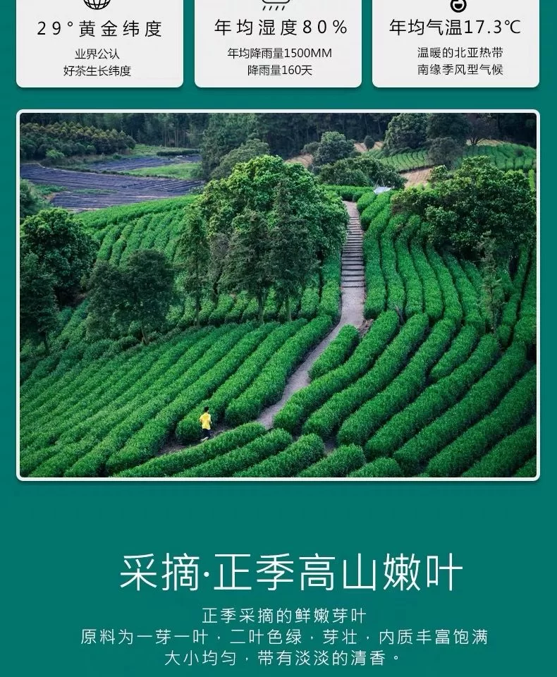 云雾绿茶产地在哪?山间云雾仙境的美景你见过吗?