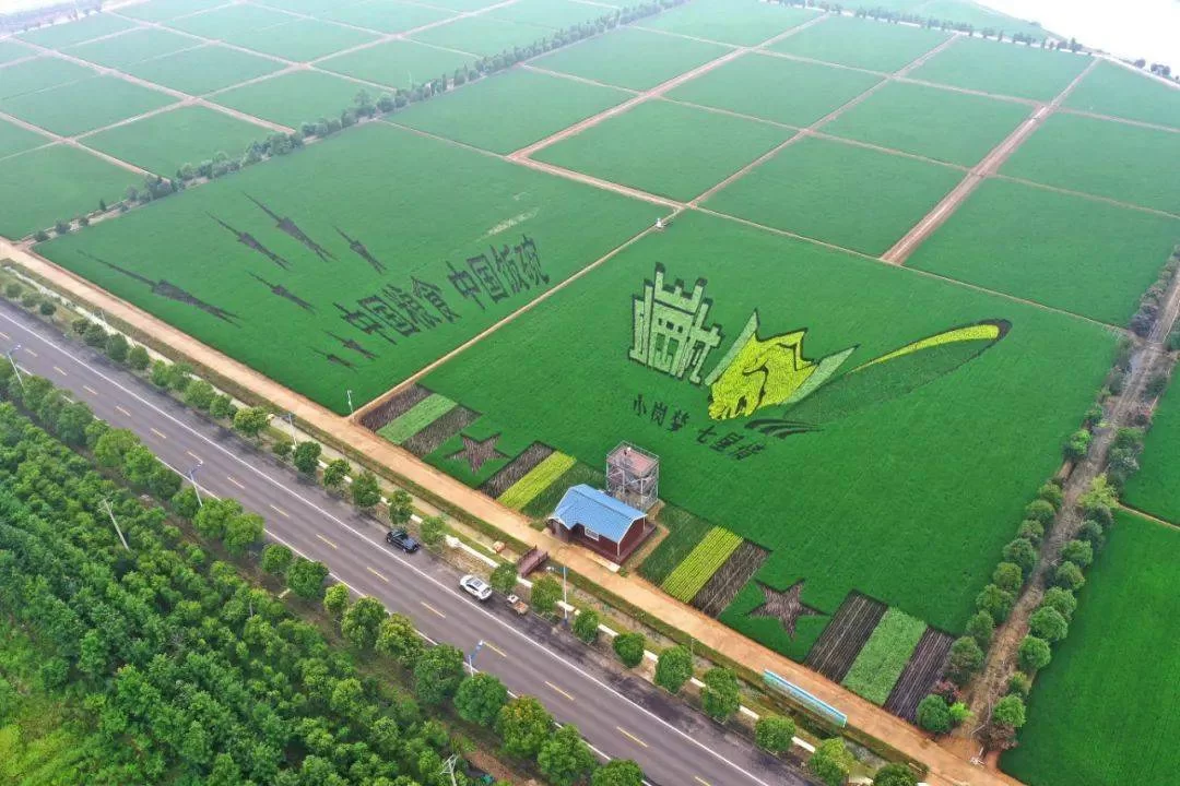临颍县农副业到底是啥?食堂收入都包含哪些内容?