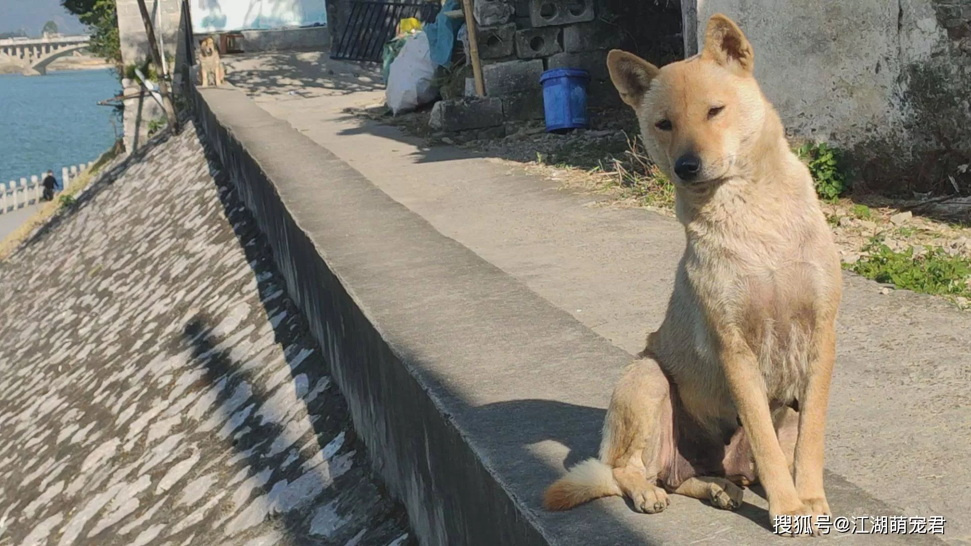中华田园犬跨界捕鼠这么厉害?这些品种技能你见过吗?