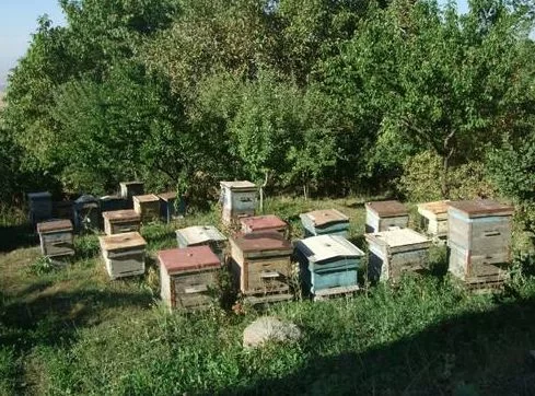 业余养蜂能赚钱吗?意蜂多箱体养蜂法适合新手吗?