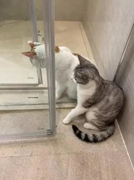 上门喂养兼职平台哪个靠谱?猫咪怕生怎么服务才安心?