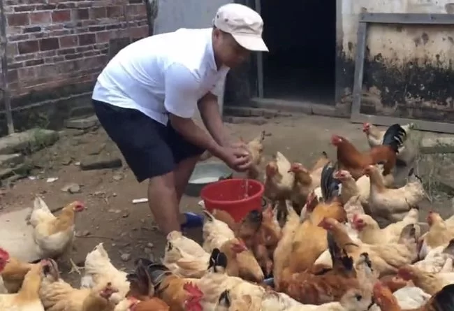 上班族养鸡做副业，农村搞这个利润成本能赚钱吗？