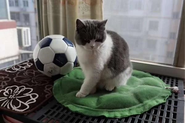 上班族养猫做副业，选哪种猫比较合适又靠谱又省心呢？