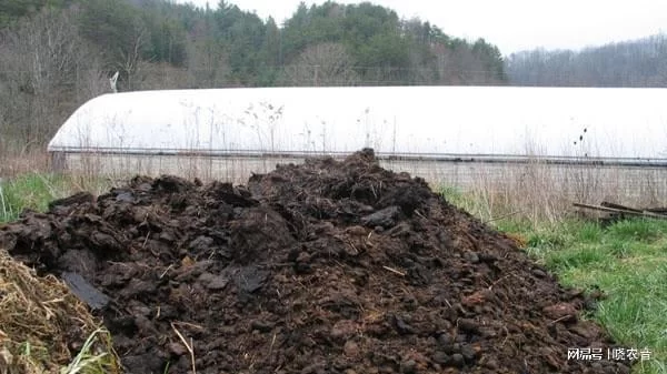 都说兼职不如种菜，鸡粪羊粪哪个更适合种菜呢？